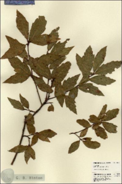 URN_catalog_HBHinton_herbarium_22673.jpg.jpg