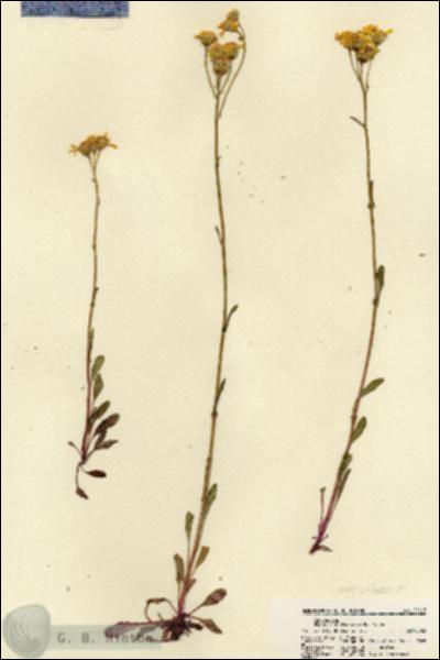 URN_catalog_HBHinton_herbarium_21917.jpg.jpg