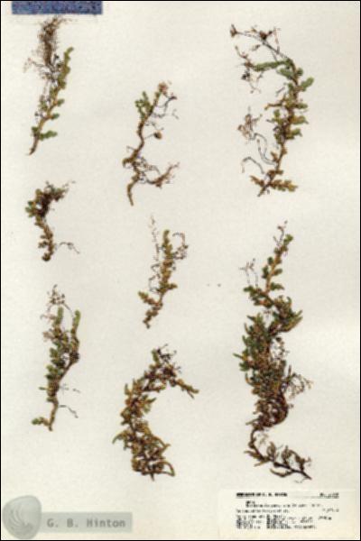 URN_catalog_HBHinton_herbarium_20938.jpg.jpg