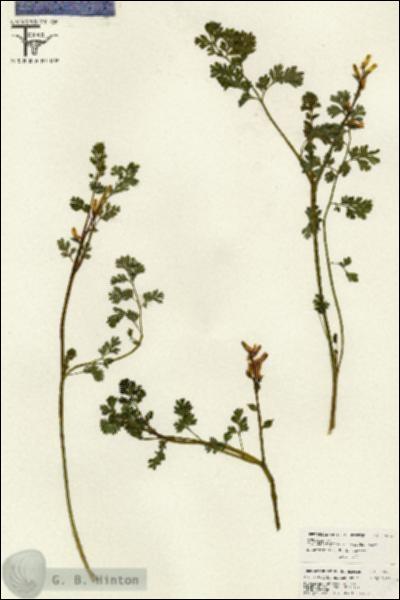 URN_catalog_HBHinton_herbarium_26572.jpg.jpg
