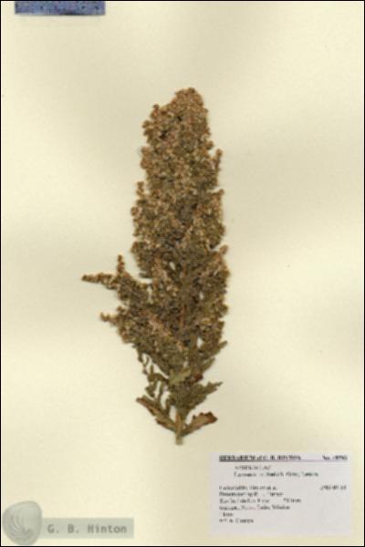 URN_catalog_HBHinton_herbarium_18593.jpg.jpg