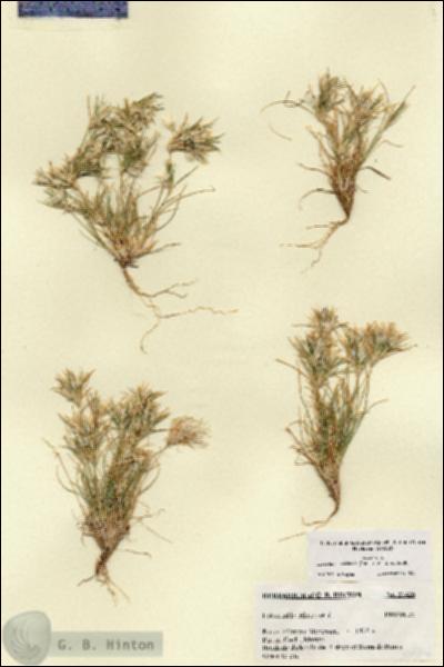 URN_catalog_HBHinton_herbarium_27426.jpg.jpg