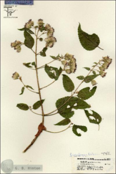 URN_catalog_HBHinton_herbarium_20050.jpg.jpg