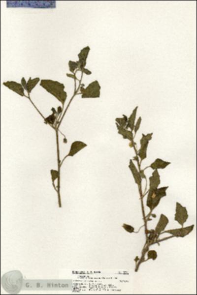 URN_catalog_HBHinton_herbarium_20341.jpg.jpg