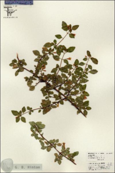 URN_catalog_HBHinton_herbarium_26286.jpg.jpg