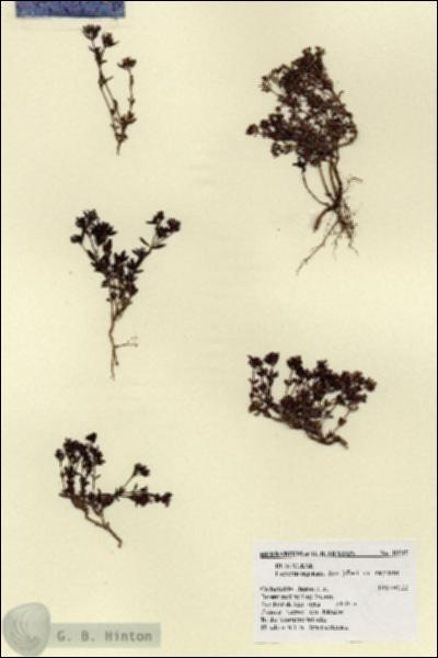 URN_catalog_HBHinton_herbarium_18517.jpg.jpg
