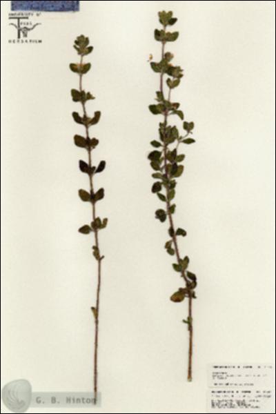 URN_catalog_HBHinton_herbarium_25446.jpg.jpg