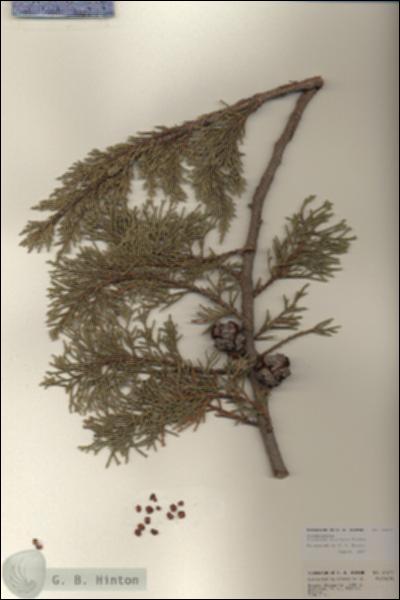 URN_catalog_HBHinton_herbarium_24371.jpg.jpg