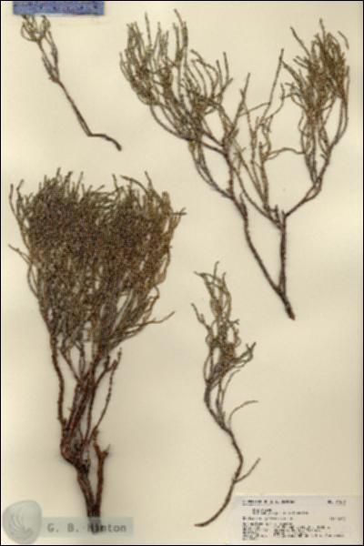 URN_catalog_HBHinton_herbarium_21587.jpg.jpg