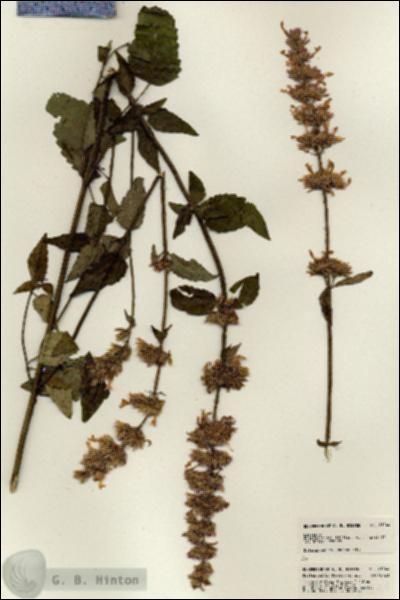 URN_catalog_HBHinton_herbarium_21244.jpg.jpg