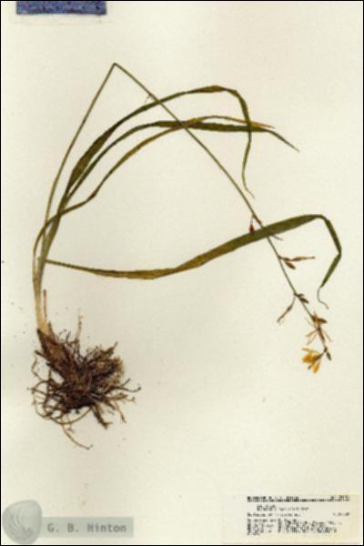 URN_catalog_HBHinton_herbarium_21281.jpg.jpg