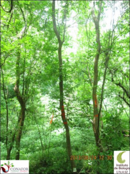 43294_S1_ARC_20130824_023.jpg.jpg