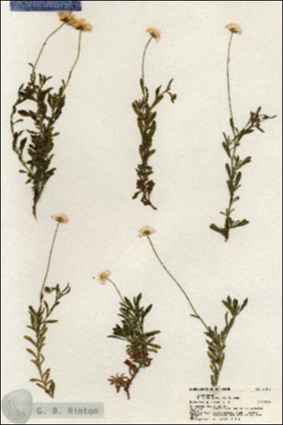 URN_catalog_HBHinton_herbarium_21072.jpg.jpg