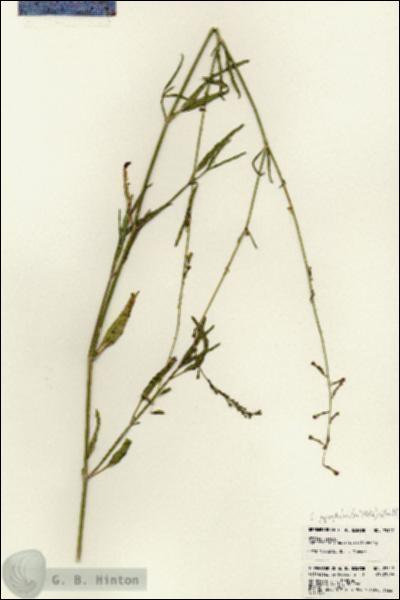 URN_catalog_HBHinton_herbarium_23117.jpg.jpg