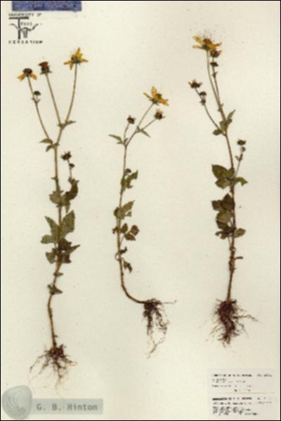 URN_catalog_HBHinton_herbarium_26021.jpg.jpg
