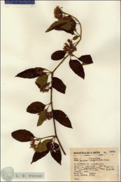 URN_catalog_HBHinton_herbarium_13832.jpg.jpg