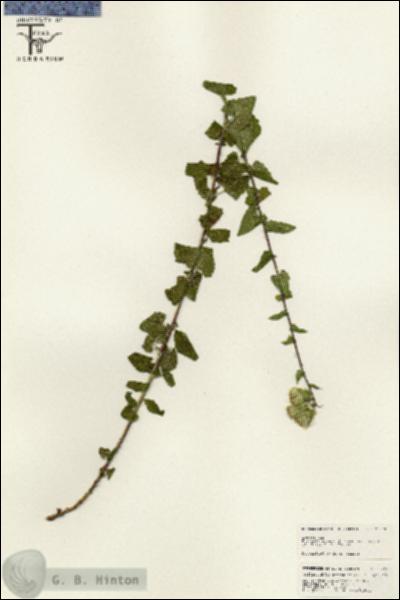 URN_catalog_HBHinton_herbarium_25579.jpg.jpg