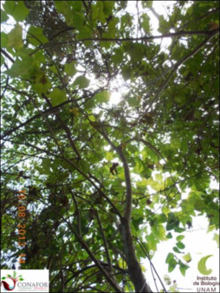 77257_S3_ARC_20130815_003_002.jpg.jpg