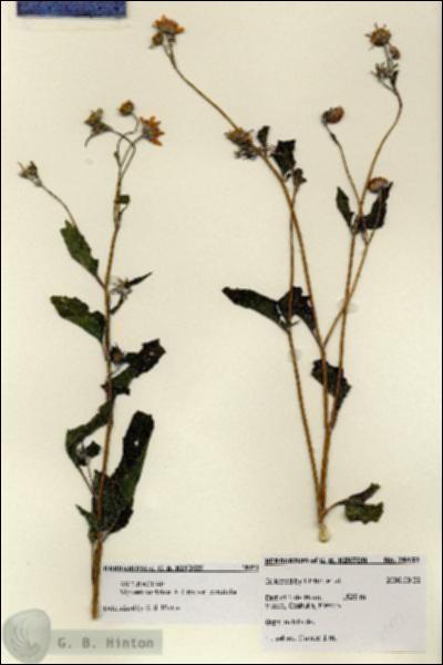 URN_catalog_HBHinton_herbarium_28451.jpg.jpg