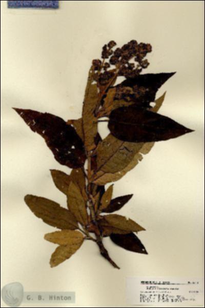 URN_catalog_HBHinton_herbarium_22412.jpg.jpg