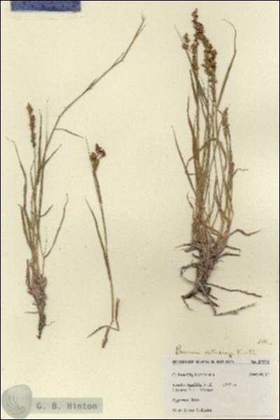 URN_catalog_HBHinton_herbarium_27571.jpg.jpg