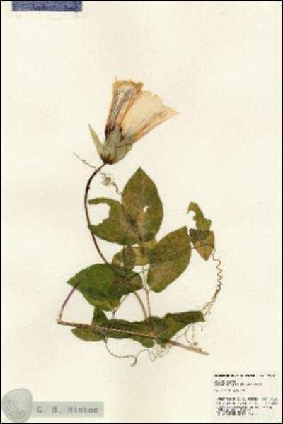 URN_catalog_HBHinton_herbarium_24530.jpg.jpg
