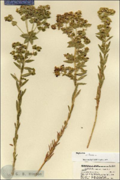 URN_catalog_HBHinton_herbarium_21895.jpg.jpg