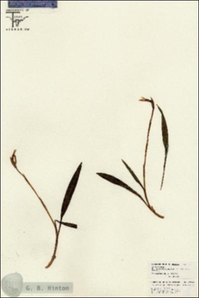 URN_catalog_HBHinton_herbarium_26112.jpg.jpg
