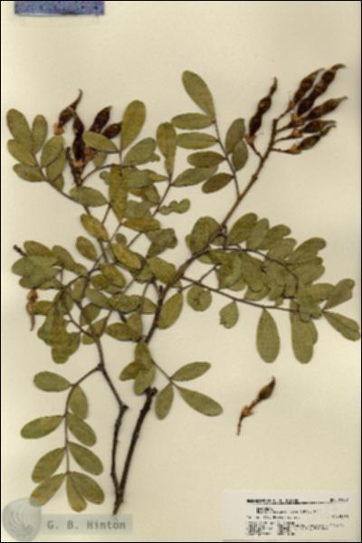 URN_catalog_HBHinton_herbarium_21987.jpg.jpg