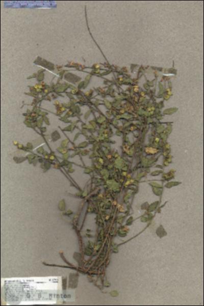 URN_catalog_HBHinton_herbarium_17790.jpg.jpg