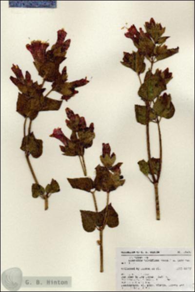 URN_catalog_HBHinton_herbarium_18495.jpg.jpg