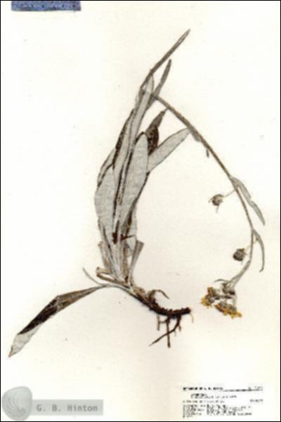 URN_catalog_HBHinton_herbarium_21004.jpg.jpg
