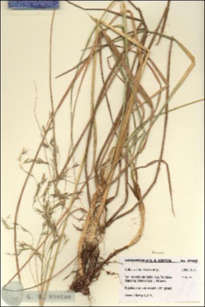 URN_catalog_HBHinton_herbarium_27493.jpg.jpg