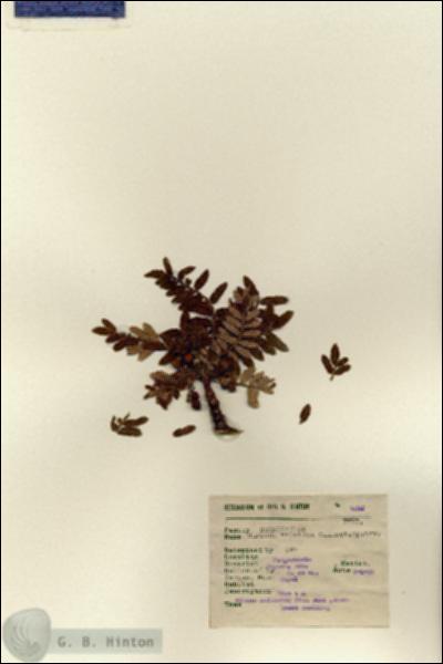 URN_catalog_HBHinton_herbarium_6261.jpg.jpg