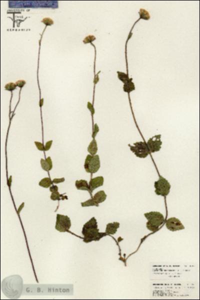 URN_catalog_HBHinton_herbarium_26515.jpg.jpg