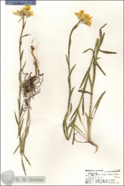 URN_catalog_HBHinton_herbarium_20303.jpg.jpg