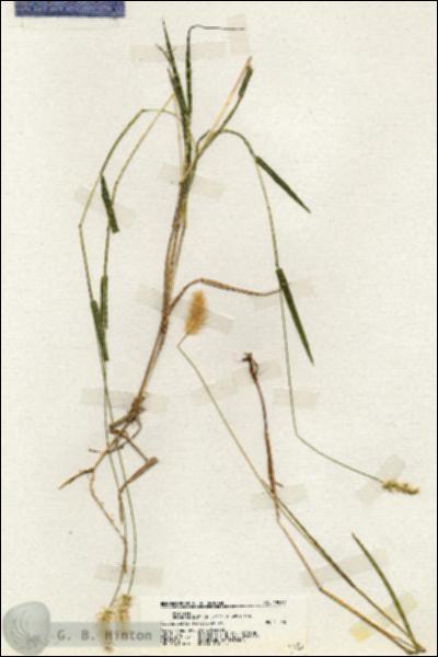 URN_catalog_HBHinton_herbarium_19962.jpg.jpg