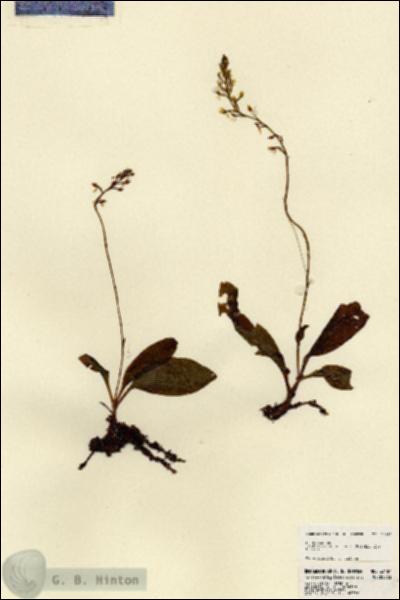 URN_catalog_HBHinton_herbarium_23487.jpg.jpg