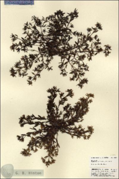 URN_catalog_HBHinton_herbarium_22017.jpg.jpg