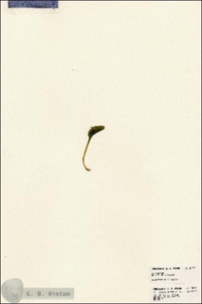 URN_catalog_HBHinton_herbarium_23259.jpg.jpg