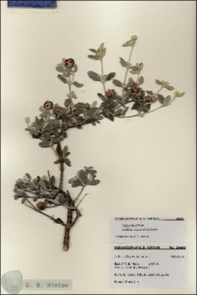 URN_catalog_HBHinton_herbarium_28482.jpg.jpg