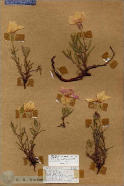 URN_catalog_HBHinton_herbarium_18184.jpg.jpg