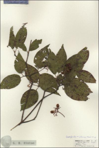 URN_catalog_HBHinton_herbarium_25079.jpg.jpg
