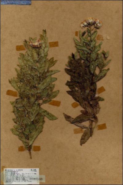 URN_catalog_HBHinton_herbarium_18459.jpg.jpg