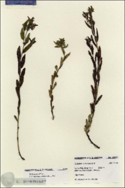 URN_catalog_HBHinton_herbarium_18251.jpg.jpg