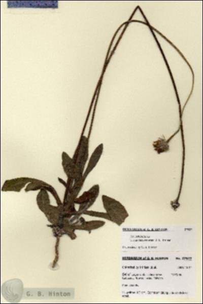 URN_catalog_HBHinton_herbarium_27927.jpg.jpg