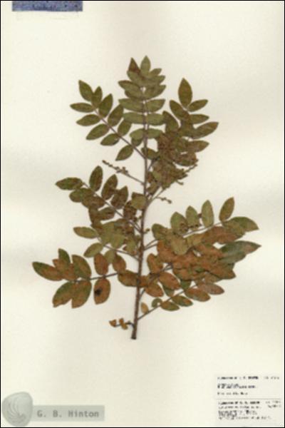 URN_catalog_HBHinton_herbarium_24572.jpg.jpg