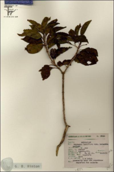URN_catalog_HBHinton_herbarium_6922.jpg.jpg