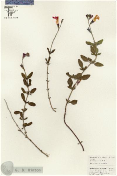 URN_catalog_HBHinton_herbarium_25421.jpg.jpg