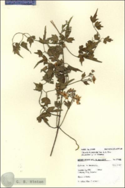 URN_catalog_HBHinton_herbarium_27608.jpg.jpg